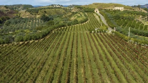 Italian Vineyard