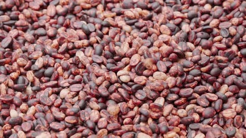 Close Up of Falling Dried Coffee Beans