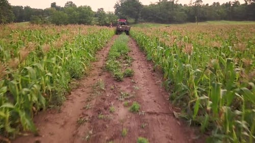 Ascending aerial view of workers in field picking fresh corn with tractor pulling corn wagon nearby.
