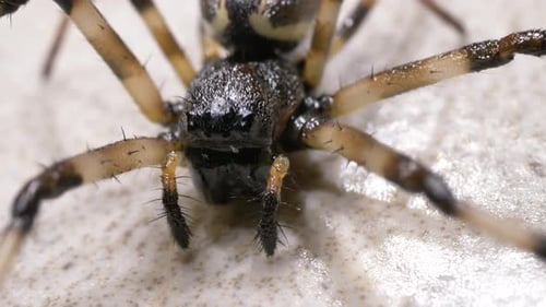 Spider se déplace lentement