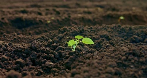 Small Green Sprout is Growing From Ground in Field Closeup View Save Planet Prores
