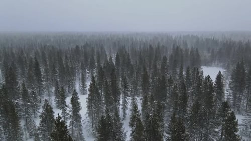 Beautiful Snowcovered Forest Winter Landscape in Winter Mountains During Snowfall