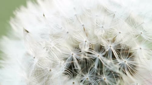 Dandelion