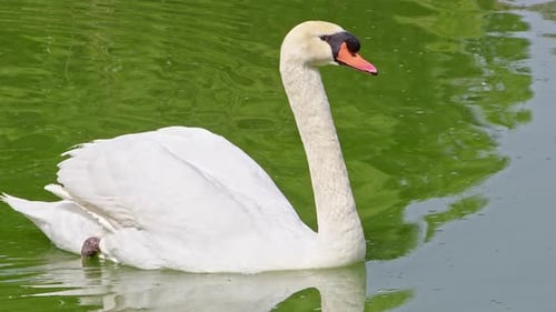 White Alone Swan Floating In Green Lake Water 3