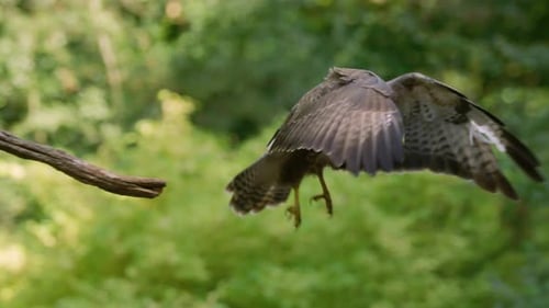 Common buzzard flies from perch on branch to land on grass; shallow focus