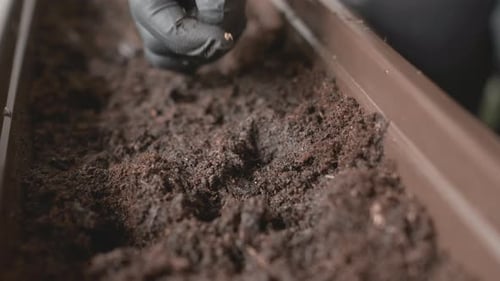 Gloved hand Planting Seed in Rich Soil