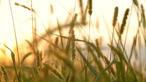 Tall Grass Swaying in the Gentle Sunset Light