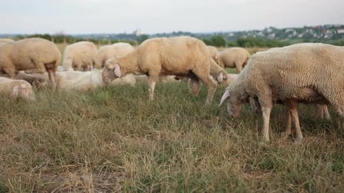 Sheep Grazing in a Grassy Rural Meadow