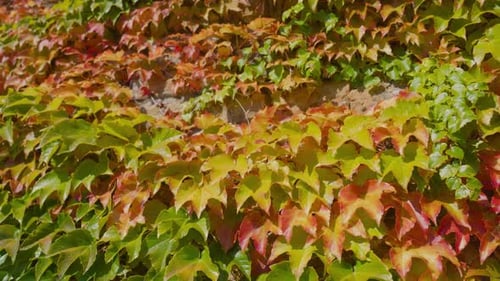 Ivy Lush Twisted Grün und Gelb Herbstblätter wachsen an der Wand