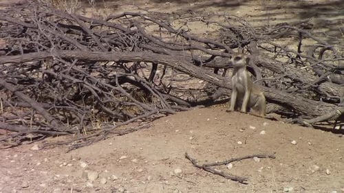 Cute and curious African Meerkat has a good scratch in the Kalahari