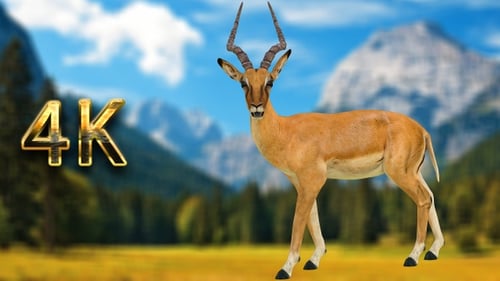 Impala-Heizung