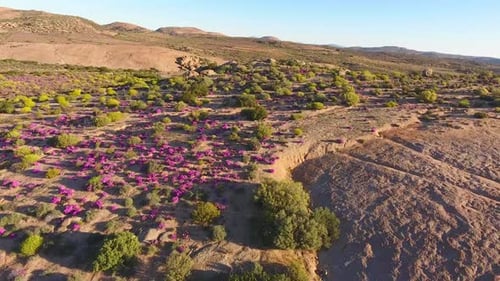 Wild Flowers - Namaqualand, South Africa