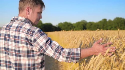 Man Farmer on Barley Field