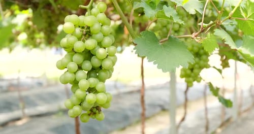 Fresh Grape garden