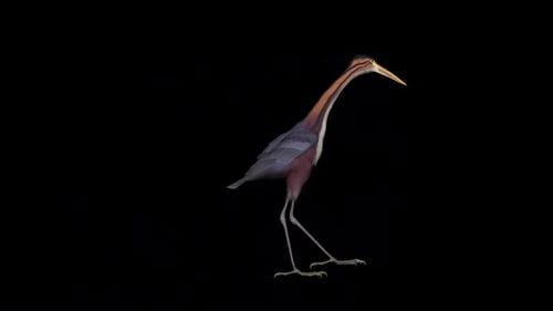 Animated 2D Heron Bird Walking Cycle