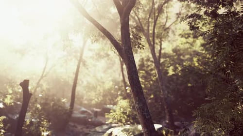 Sunshine in a Tropical Forest