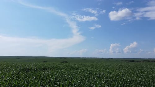 Ackerland am Sommertag auf einem Hintergrund von blauem Himmel