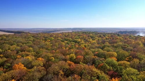 Beautiful autumn forest. Colourful autumn colours in forest form above