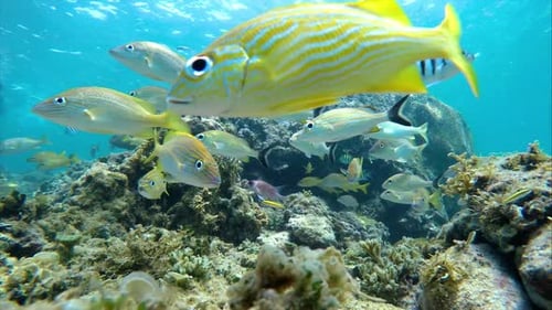 Colorful Seabed on the Coral Reef in the Caribbean Sea