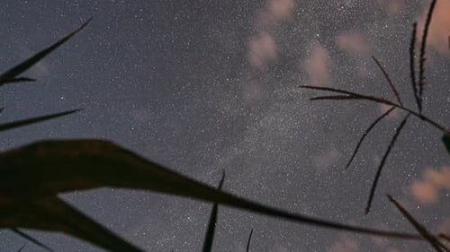 Sternenhimmel mit leuchtenden Sternen und meteorischen Spuren über dem grünen Maisfeld