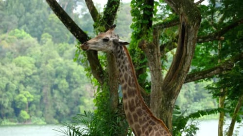 Giraffe in Savannah