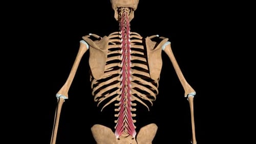 Human Spine and Multifidus Muscles 3D Medical Animation