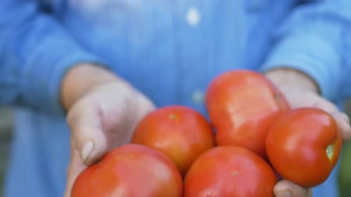 Holding Tomatoes