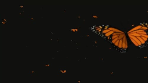 Schmetterling