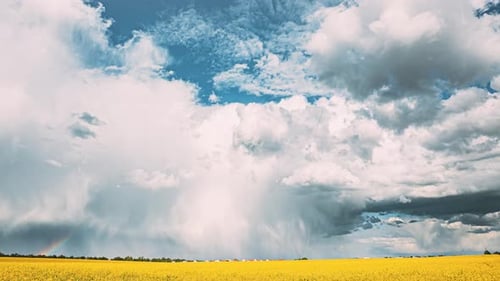 Dramatic Sky With Rain Clouds On Horizon Above Rural Landscape Canola Colza Rapeseed Field