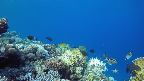 Tropical Underwater Fish Corals Reef