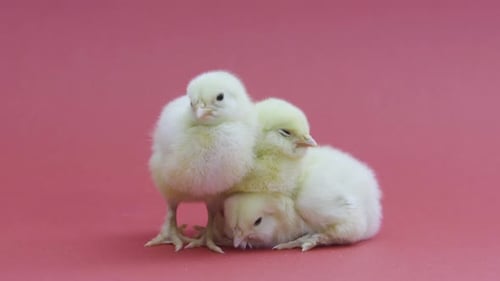 Three Fluffy Yellow Chicks Resting on Pink Surface