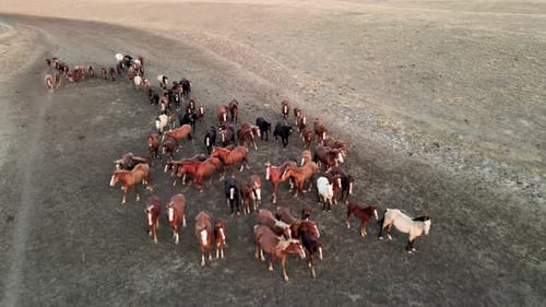 Wild Horses Running. Herd of Horses, Mustangs Running on Steppes To River. Hdr Slow Motion
