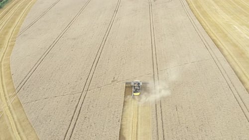 Combine Harvester Working in Golden Wheat Field