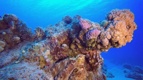 Octopus Under Blue Sea