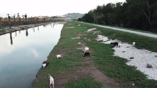 Goats rest at river bank