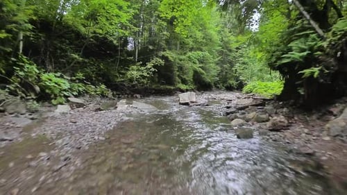 Smooth Rapid Flight Over a Mountain River Close to the Water Among a Dense Forest