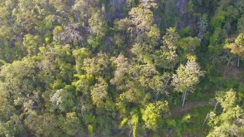 Luftaufnahme der üppigen grünen Bäume von oben im tropischen Wald im Nationalpark und in den Bergen