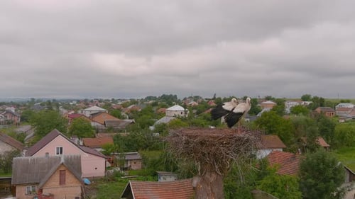 Weißstorch steht in einem Nest auf einem Baum
