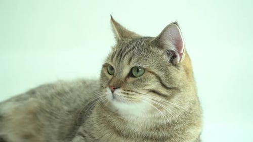 Nahaufnahme einer britischen Katze, die auf weißem Hintergrund liegt