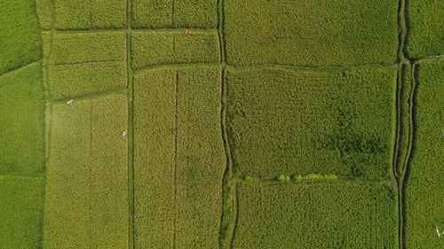 Aerial view of green rice fields in Bali, Indonesia
