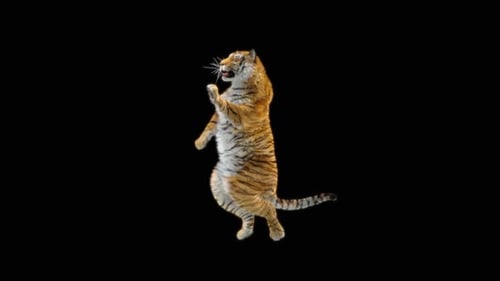 Tiger-Tanz HD