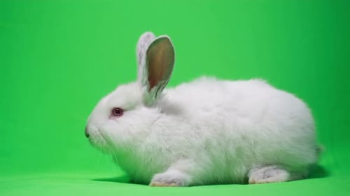 Close Up of Beautiful Fluffy White Rabbit Isolated on Background of Chromakey