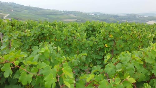 Vineyards Viticulture Field Aerial View