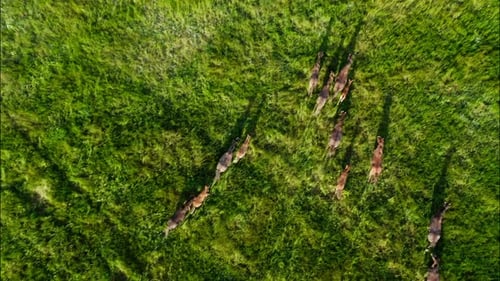 Chevaux sauvages qui courent des Mustangs sauvages sur la belle herbe verte