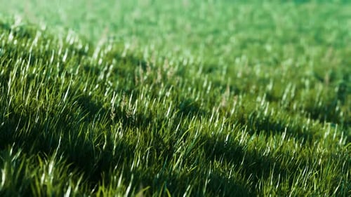 Grünes frisches Gras als schöner Hintergrund