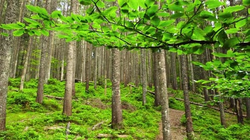 Spring Green Forest Drone Flies Under the Branches of Trees in the Morning Time Beautiful Untouched
