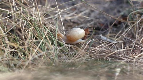 Schnecken im Gras. 4K-Video-Nahaufnahme einer kleinen Schnecke, die auf trockenem Gras im Wald kriecht.