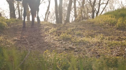 Brown Horse and Beautiful Woman Walk Through Forest Enjoy Nature