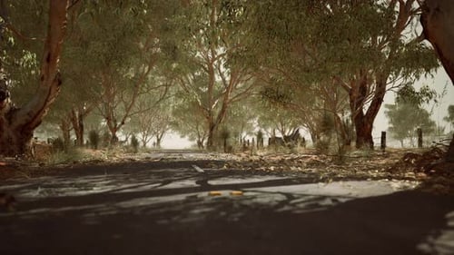 Open Road in Australia with Bush Trees