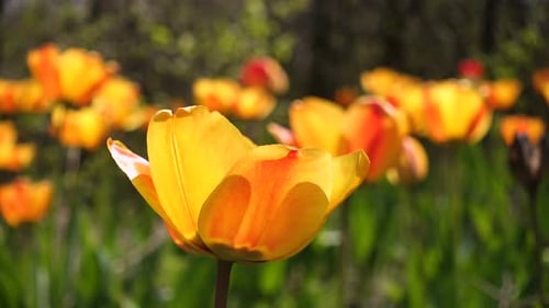 Vibrant Tulips Blooming in a Sunny Garden